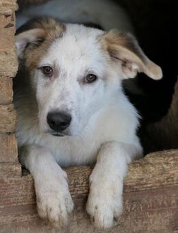 KUCHEN - lieber, aufgeschlossener Rüde - Kallmünz