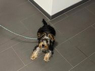 Yorkshire Terrier - Senftenberg