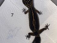 0.1 BlackNight Leopardgecko - Schmidmühlen