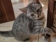 Süße Kitten suchen neues zu Hause - Fellbach