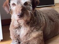 Zuhause gesucht für die kleine Heldin mit großem Herzen - Höhenkirchen-Siegertsbrunn