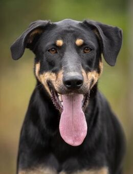 Zhuzha: große Hündin mit großem Herz - Ottweiler