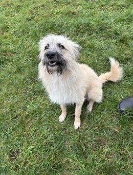 Sammy - Wuschel sucht geduldige Menschen - Süderdorf