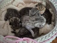 Hübsche BKH KITTEN - Mering