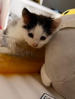 Kitten zu verkaufen Main-Coon/British-Kurzhaar - Sinntal