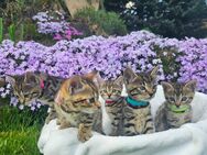 Zauberhafte Bengal-Kitten suchen Dosenöffner - Breitenbrunn (Erzgebirge)