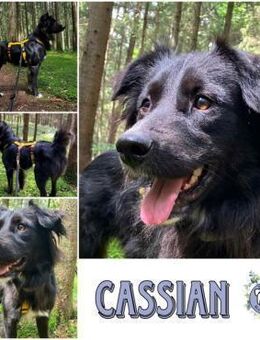 CASSIAN * Schmusekatze im Hundekostüm - Duisburg