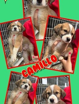 Hübscher Camillo wartet aufs Glück! - Nürnberg