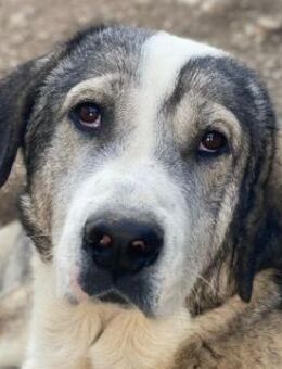 Torac, geb. ca. 08/2023, GRIECHENLAND - Markdorf