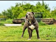 American bully xl - Berlin Marzahn-Hellersdorf