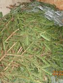 Tannengrün von Edeltannen und normalen Tannen preiswert abzugeben, auch in größeren Mengen, nur an Selbstabholer. in 51491