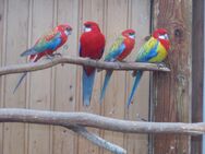 Verkauf wegen Zuchtaufgabe Rosella - Arendsee (Altmark) Zentrum