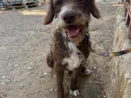 Verspielter und Kluger Wasserhund Boby# - Essen
