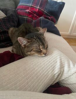 Rosie 7 Monate - Sigmaringen