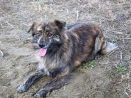 Maddox ist ein Herzensbrecher - Schnarup-Thumby