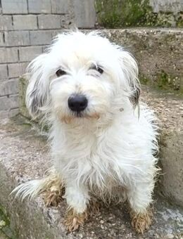 Mari 💗 kleine, süße Malteser-Mix-Dame - Hamburg