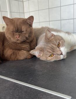 Brittisch-Kurzhaar Katzen - Dresden