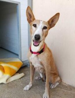 Careti sucht ein warmes Zuhause - Berlin