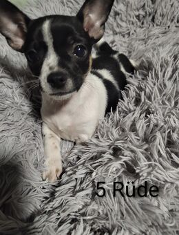 Chihuahua Welpe - Gransebieth