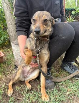 Die sensible Poppy sucht ihr Glück - Heinsberg