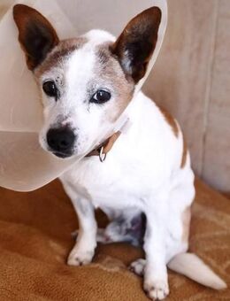 Rayo ist gerne bei Menschen - Donaueschingen