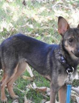 Piccolina, liebe Hündin sucht Familie - Unterföhring