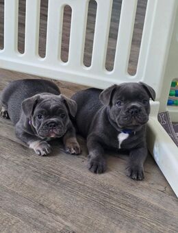 Schöne Französische Bulldoggen-Welpen Süß 8 Wochen gechipt und geimpft - Hamburg