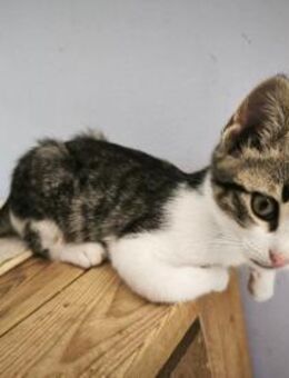 Larry 🐾 wird dein Herzbube ❤️ - Kirchheim (München)