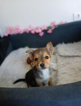 💕 Süßes Welpenmädchen Amber 💕 - Eislingen (Fils)