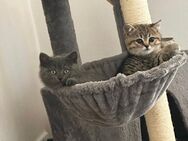 4 süße BKH Tabby - Damme