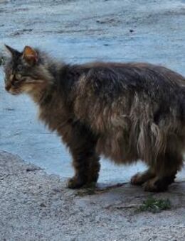 Laura - Wunderschöner Langhaarmix - Aichwald