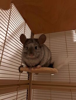 Fluffy, Chinchilla, männlich, kastriert, *23.12.2019 - Berlin