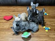 Französische Bulldoggenwelpen zur Adoption - Köln