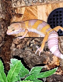 Traumhaft schöne Leopardgeckos super zahm - Jüchen