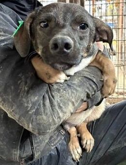 GIACOMO ~ mit niedlicher Schnute - Duisburg