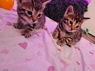 Bengal kitten in gute Hände abzugeben - Eschwege
