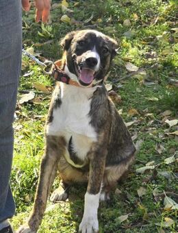 Kleine Kämpferin mit großem ♥️ ZOYA - München