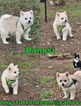 Bangsi-verspielt und voller Lebensfreude - Schafflund