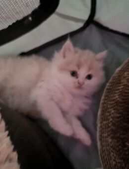 Petserbabys - Hennigsdorf