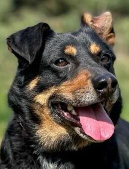 Senior Edi - ruhig und freundlich - Rheine