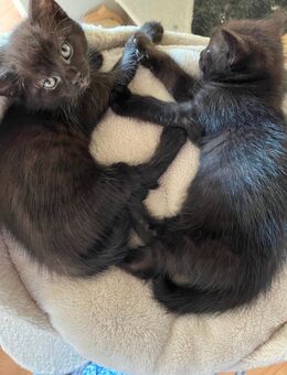 Norweger Britisch Langhaar Kitten - Admannshagen-Bargeshagen