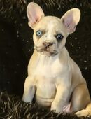 Frusky ( Huskybulldog ) Welpe Hündin in 23552