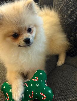 Reinrassiger pomeranian zwergspitz Rüde - Goch