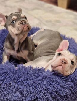 Französische Bulldoggenwelpen in liebevolle Hände abzugeben - Espelkamp