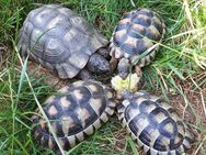 Breitrandschildkröten abzugeben - Dreisbach