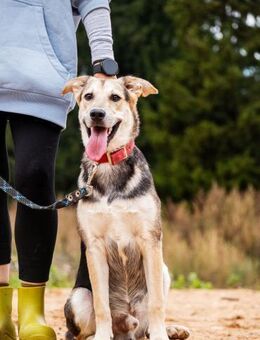 Hübscher Vegas❤️sucht warmes Körbchen - Rott (Inn)