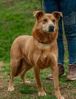 Jethro von kettenlos - Bollingstedt