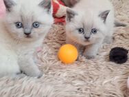 Bkh Kurzhaar Babys Bkh Katzenbaby Es sind nur noch ein Kater und eine Katze aus dem Wurf übrig! - Winnweiler