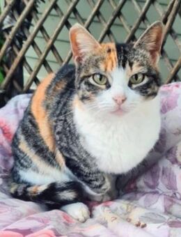 Etwas schüchternes Katzenmädchen Ruby - Karlsruhe