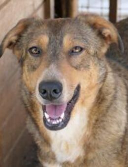 Lilly liebenswerte Hündin - Kallmünz